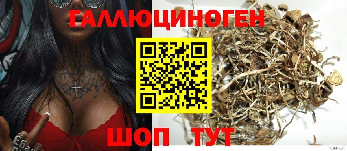 Псилоцибиновые грибы Cubensis  Галлюциногенные грибы Psilocybe  Заволжье  Вход с VPN 